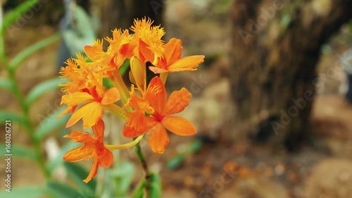 Orange Crucifix orchid in the garden. photo