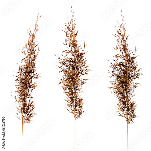 dried feather grass plants isolated