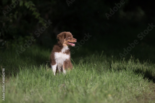 Australian Shepherd Welpe beim Spaziergang