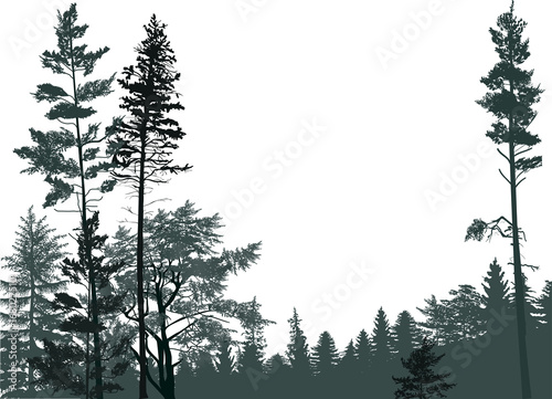 dark grey fir forest isolated on white