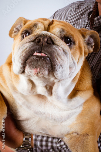 Funny bulldog isolated on arms man © OceanProd