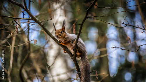 Squirrel © Igor