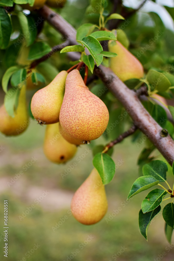 pear tree pear tree