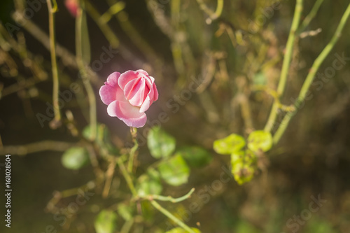 Pink rose flower opening