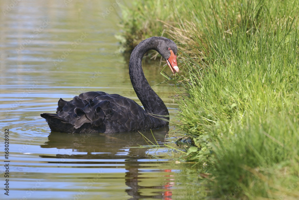 Fototapeta premium Black swam (Cygnus atratus) on water