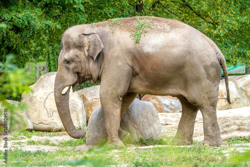 large elephant walks in the enclosure of the zoo