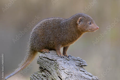 Closeup dwarf mongoose (Helogale parvula)  perched on branch tree