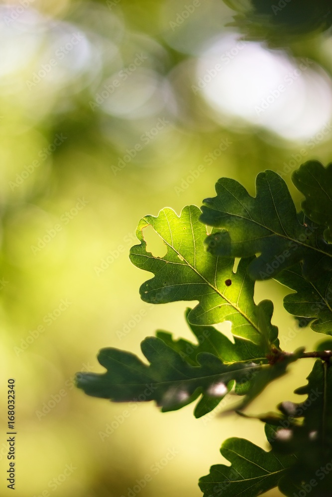 Acorn leaves for green background. Acorn leaves for green background.