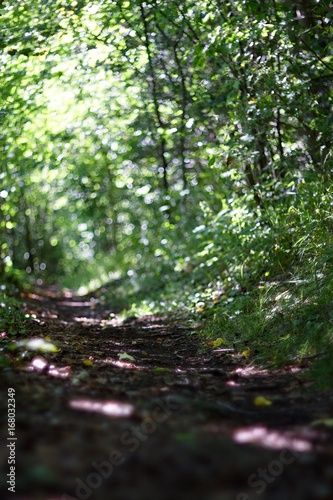 Fototapeta Naklejka Na Ścianę i Meble -  Autumn view path in forest, light and shadows.