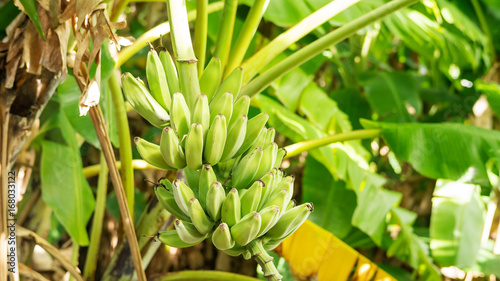 Close up of a bunch of raw bananas in an orchard.
