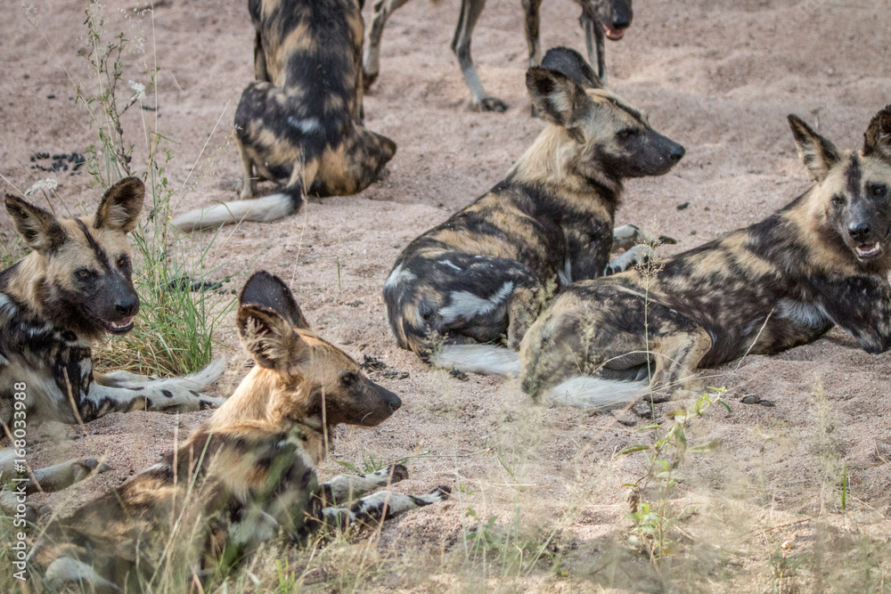 A pack of African wild dogs laying in the sand. A pack of African wild dogs laying in the sand.