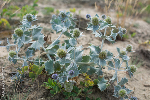 Sea holly (eryngium maritimum) on a dune - Baltic sea coast near Gdansk, Poland.