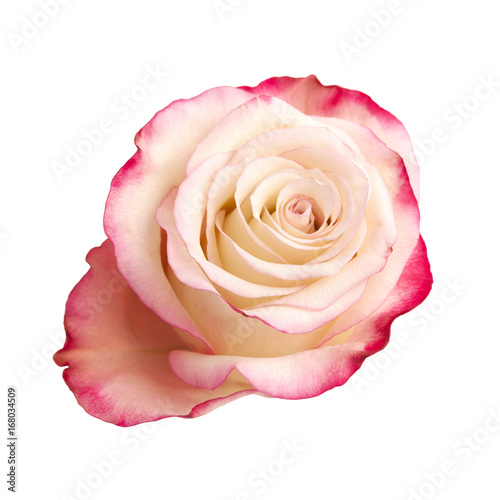 cream and pink rose