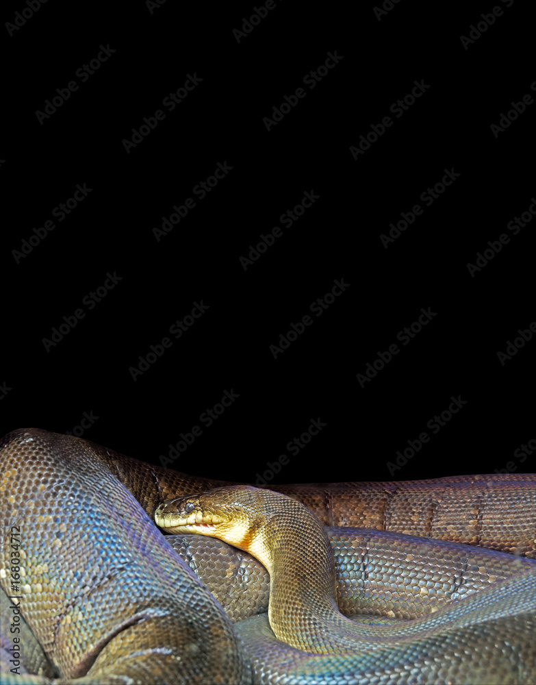 Fototapeta premium Macklot's Python on Black Background, Clipping Path