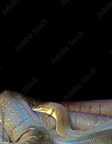 Macklot's Python on Black Background, Clipping Path photo