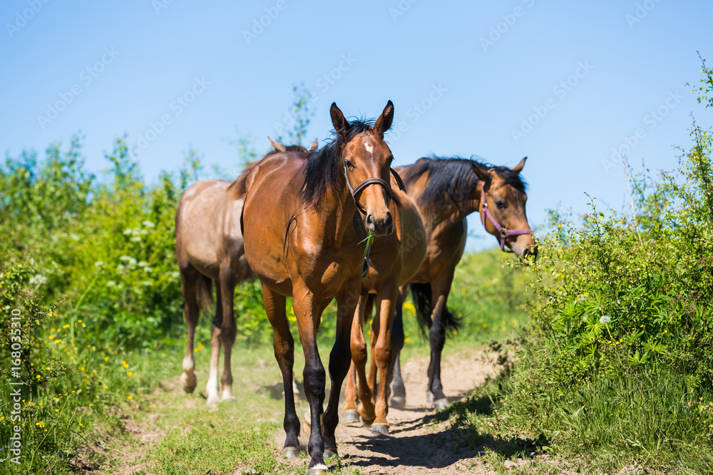 Herd of horses on the path