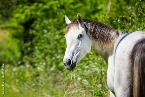 Horse in the wildflowers