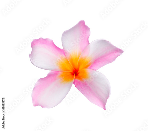 pink frangipani  plumeria  flower isolated on white