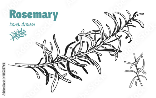 Rosemary twig vector hand drawn illustration