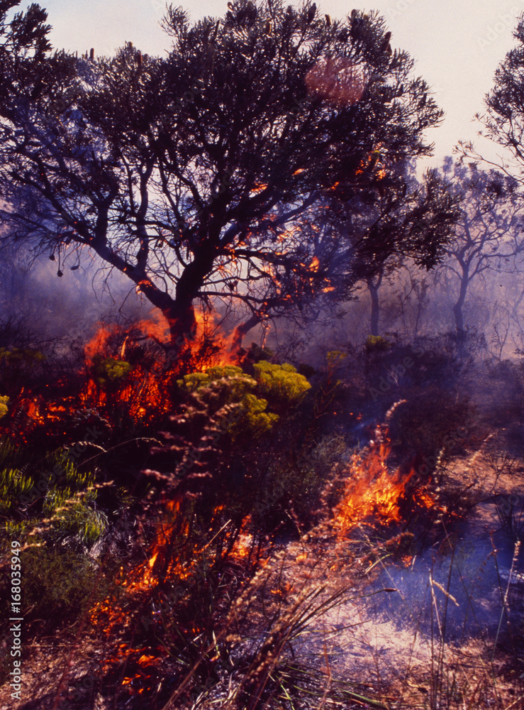 Forest-Fire in West-Australia |  Waldbrand in West-Australien
