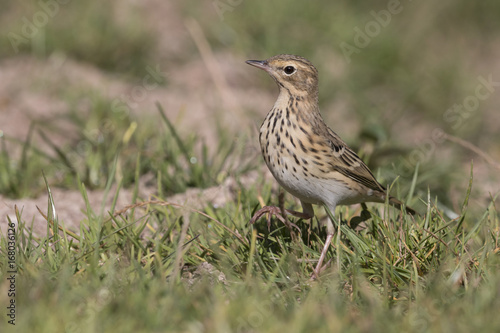 Bird, tree pipit while refreshing photo