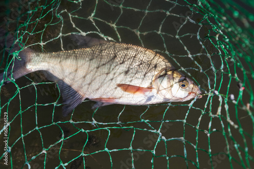 Bream in landing net closeup