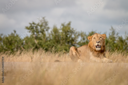 A male Lion staring at the camera.