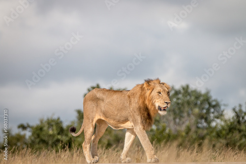 A male Lion walking on the road.