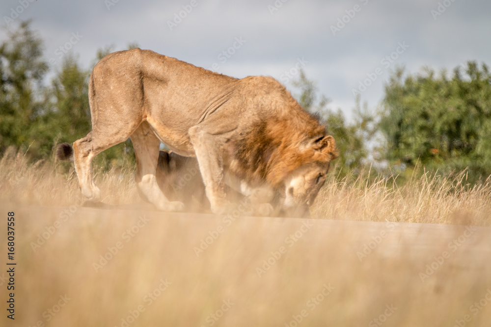 Fototapeta premium Two male Lions bonding on the road.
