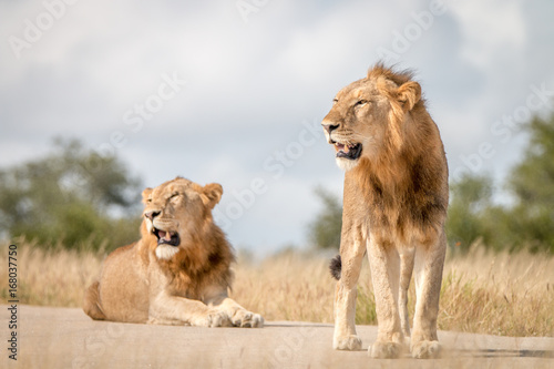 Two male Lions resting on the road.