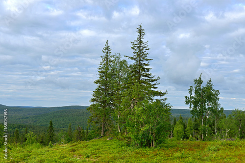 Northern landscape. Hills of Finnish Lapland   © valeriyap