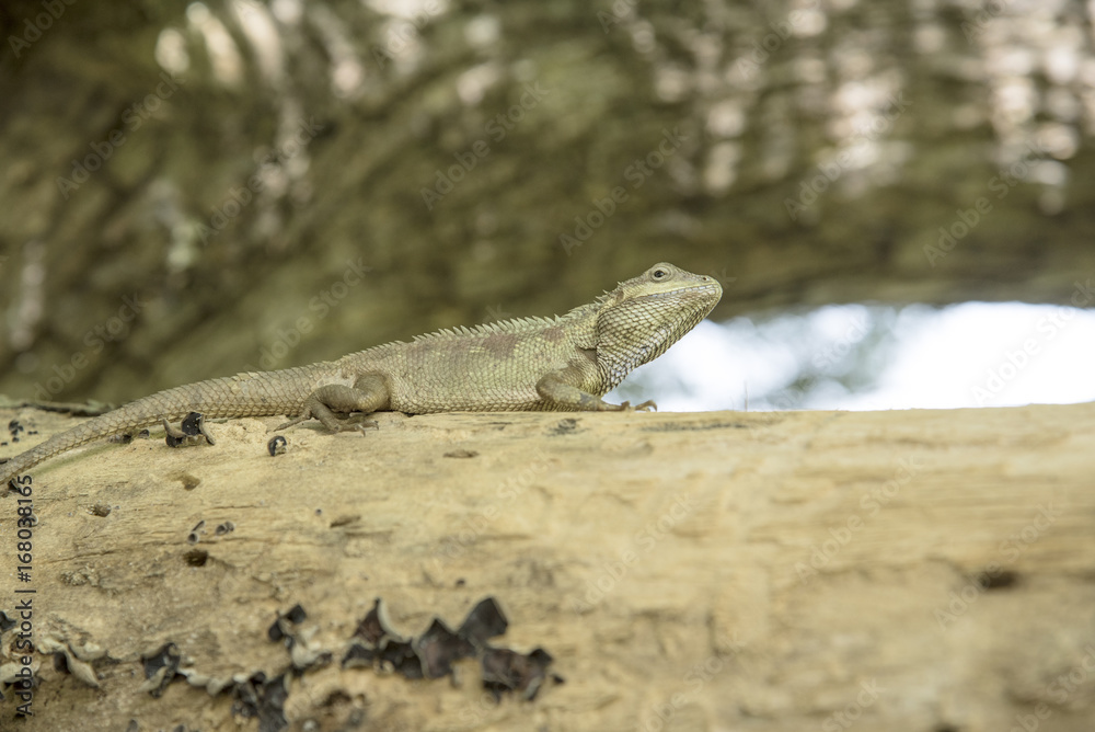 The lizard is a reptile The lizard is a reptile