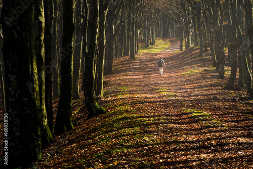 Obraz na plátně Foreste Casentinesi National Park, Badia Prataglia, Tuscany, Italy, Europe
