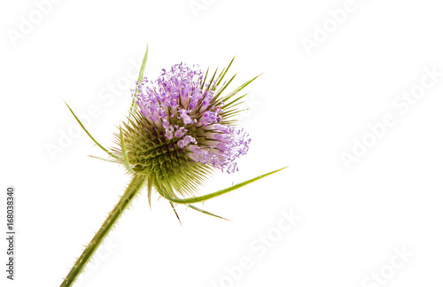 Thistles isolated