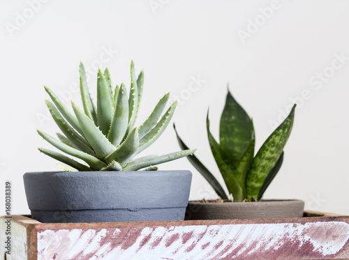 Aloe brevifolia succulent and snake plant photo
