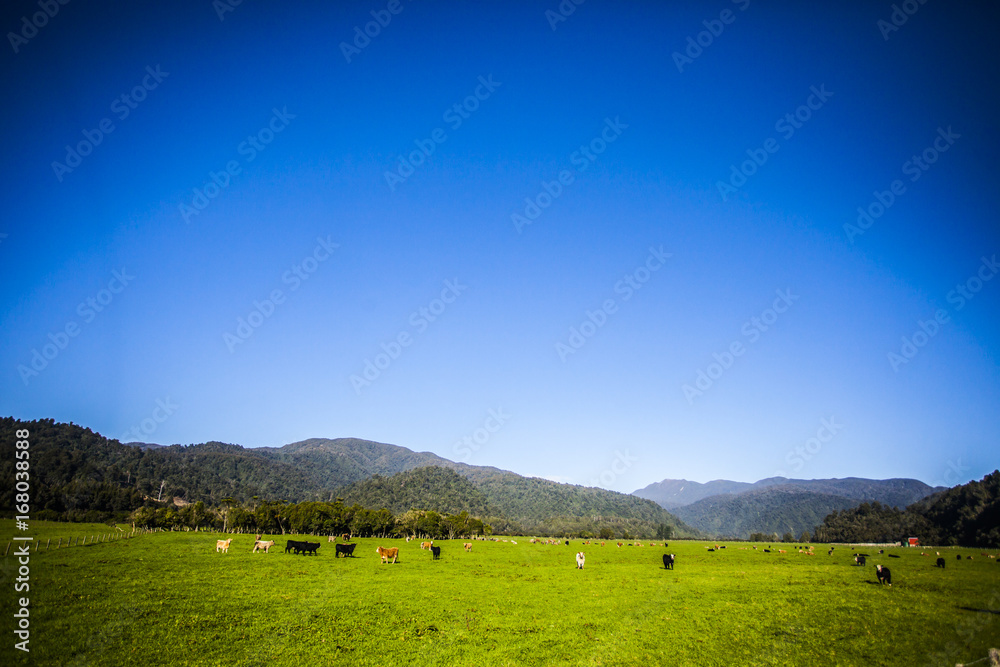 Free range cattle and cows in New Zealand Free range cattle and cows in New Zealand