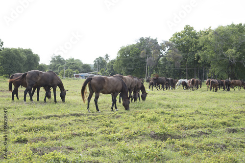 Horse farm