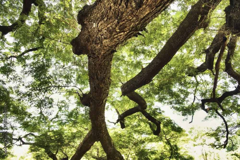 Fototapeta premium The Largest Monkey Pod Tree in Thailand