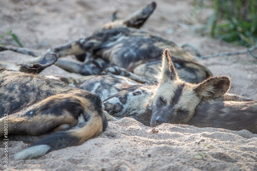A pack of African wild dogs resting. © simoneemanphoto