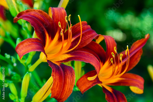 Beautiful bright daylilies on flowerbed. Outdoors