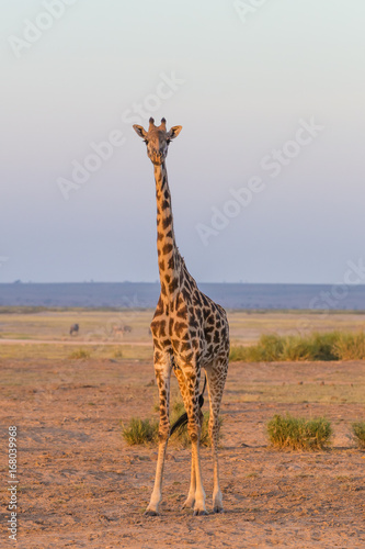 Solitary wild giraffe in Amboseli national park, Kenya. photo