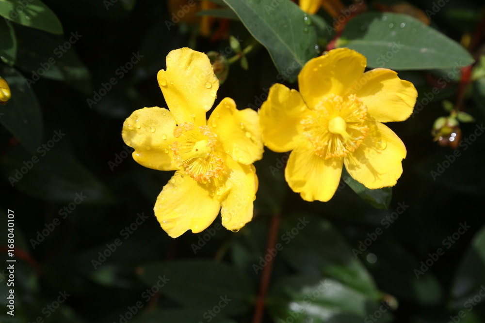 Yellow flowers Yellow flowers