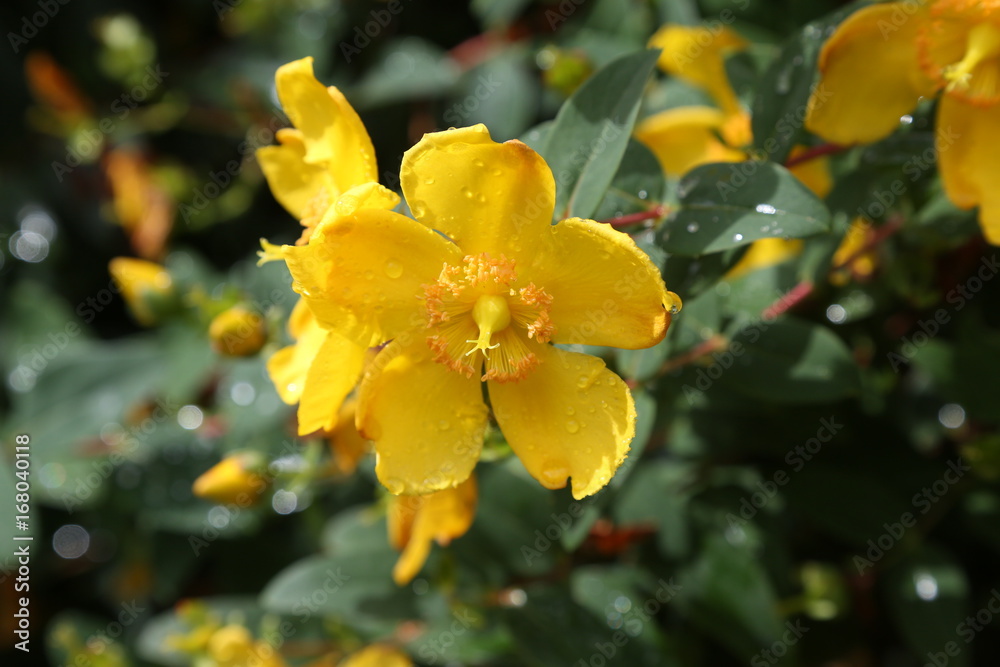 Yellow flowers Yellow flowers