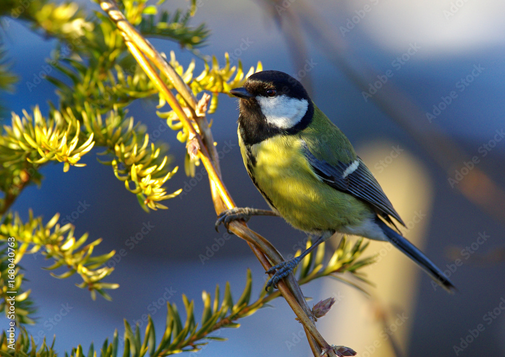 Fototapeta premium Great Tit