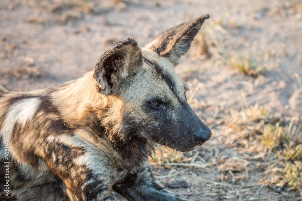 Close up of an African wild dog. Close up of an African wild dog.