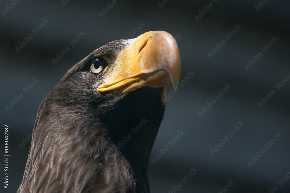 Obraz premium Riesenseeadler
