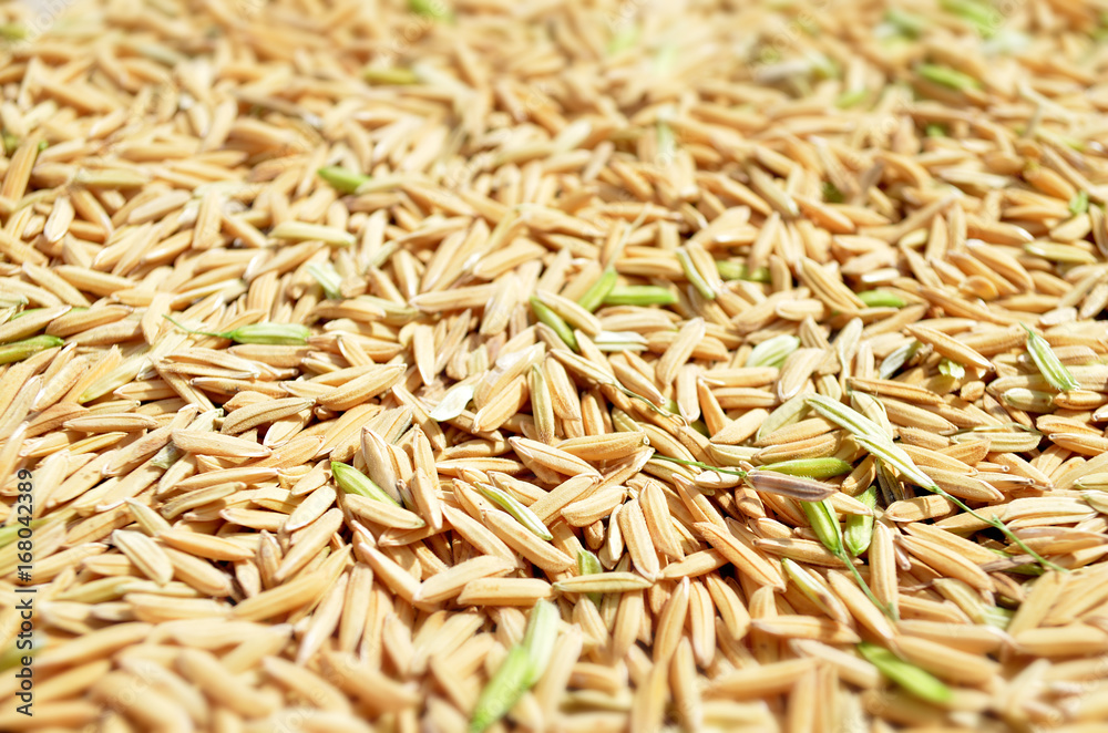 paddy background. dry method of brown paddy rice seed, paddy rice seed surface texture. paddy background. dry method of brown paddy rice seed, paddy rice seed surface texture.