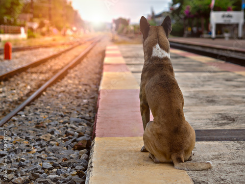 Back of the lonely dog sitting and looking for an arriving train at railway, seem like waiting for someone else or its owner, sunset or sunrise background