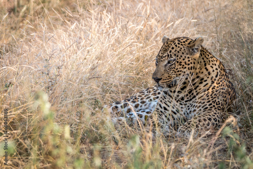 Naklejka premium A male Leopard resting in the grass.