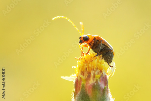 Pumpkin beetle bug perched on the beautiful flower photo